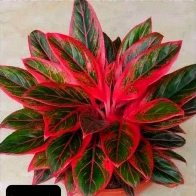 Aglonema Red Aurora - Aglonema Siam Aurora - Aglonema Red Lipstik