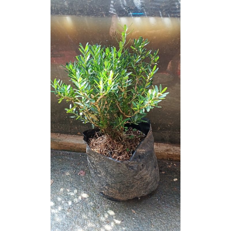 Bahan bonsai boxus / tanaman hias bonsai boxus