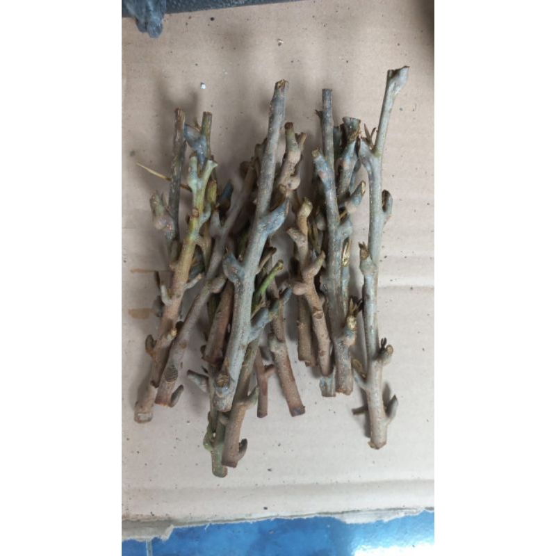 entres kelengkeng new kristal