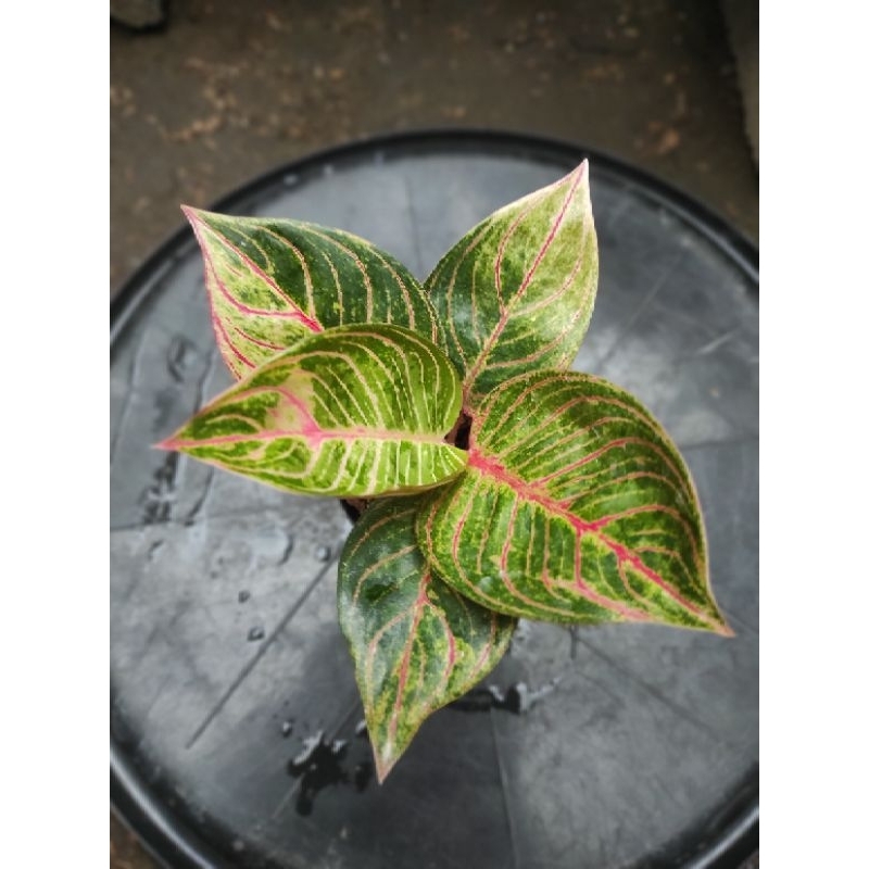 Aglaonema Hughes Merah