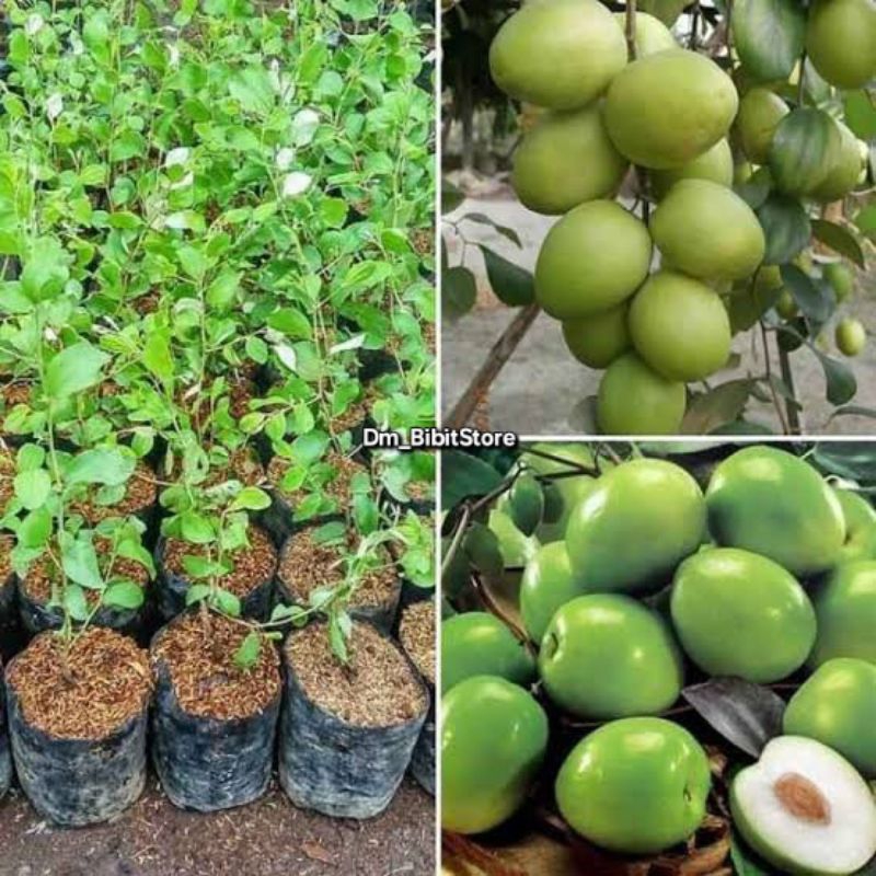 Bibit Apel Futsa India Kondisi Berbunga/ Berbuah