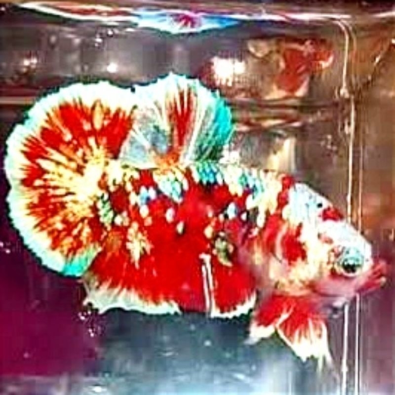 Plakat Red Barongsai Jumbo Pajangan Kamar
