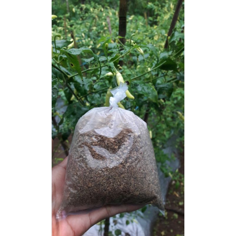 

Cabe bubuk kering tanpa pewarna asli cabe rawit semua