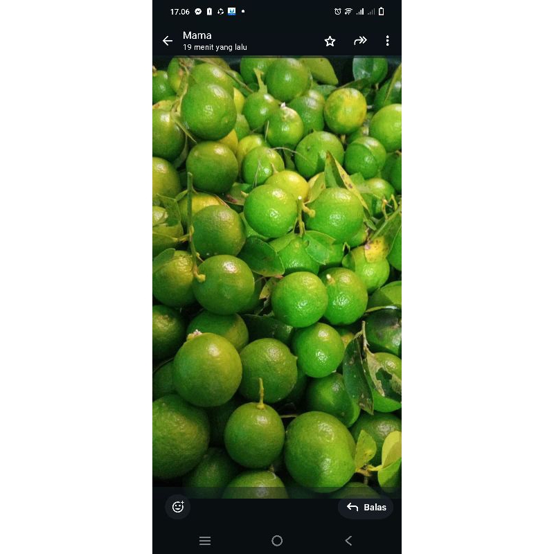 

Buah Limau nipis segar