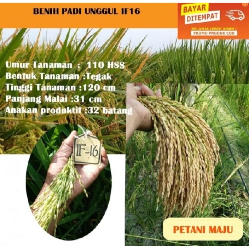 BENIH PADI IF 16 KEMASAN 5KG