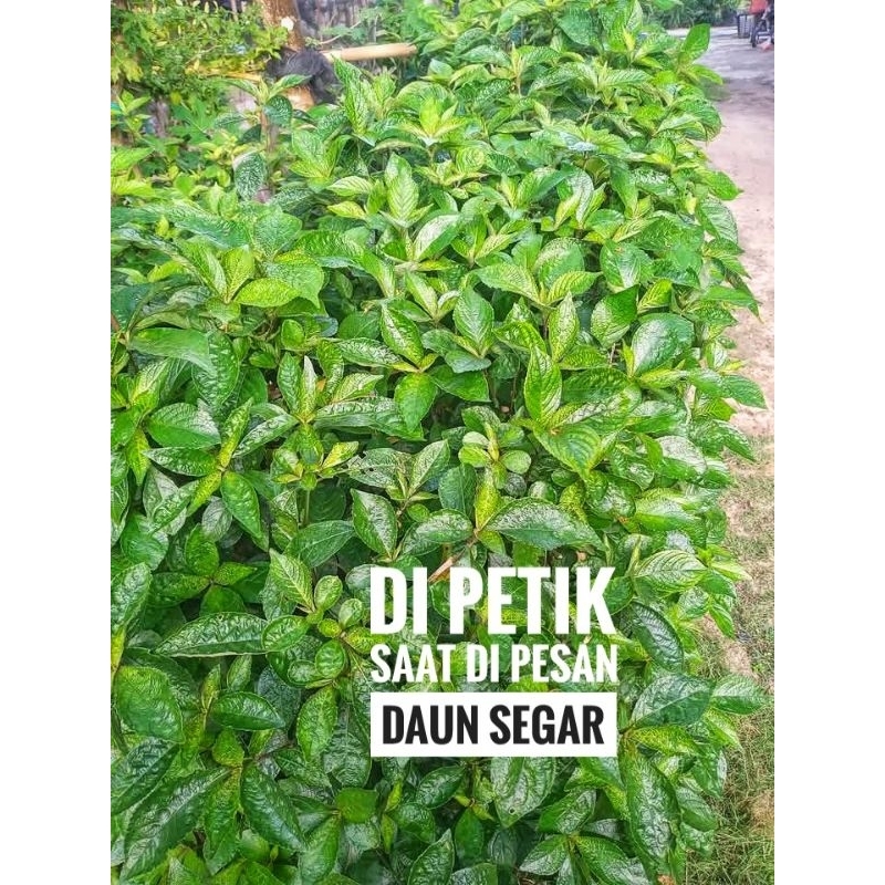 

Daun Herbal keji beling / Pecah Beling 5 Ribu Untuk 50 Lembar