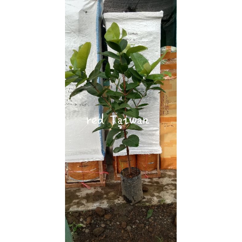 Black kingkong/red Taiwan