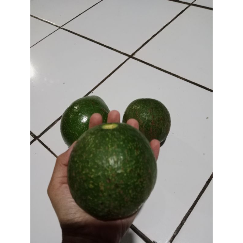 

alpukat bulat