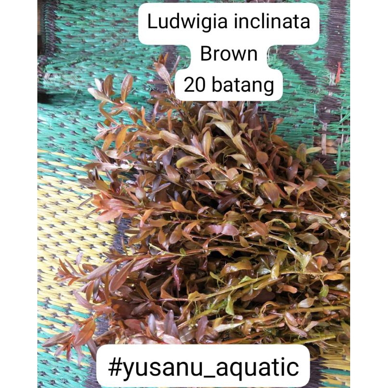 Ludwigia inclinata brown 20 batang