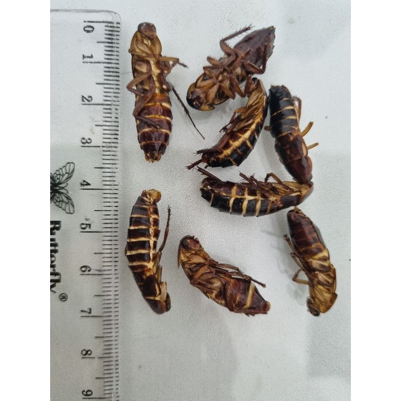 Kecoa Turkish kering - Dried turkish cockroach pakan SG, reptil dll