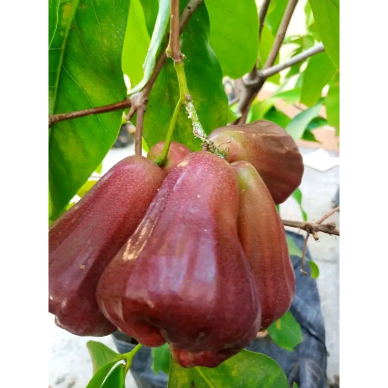 

bibit jambu red hybrid samarinda