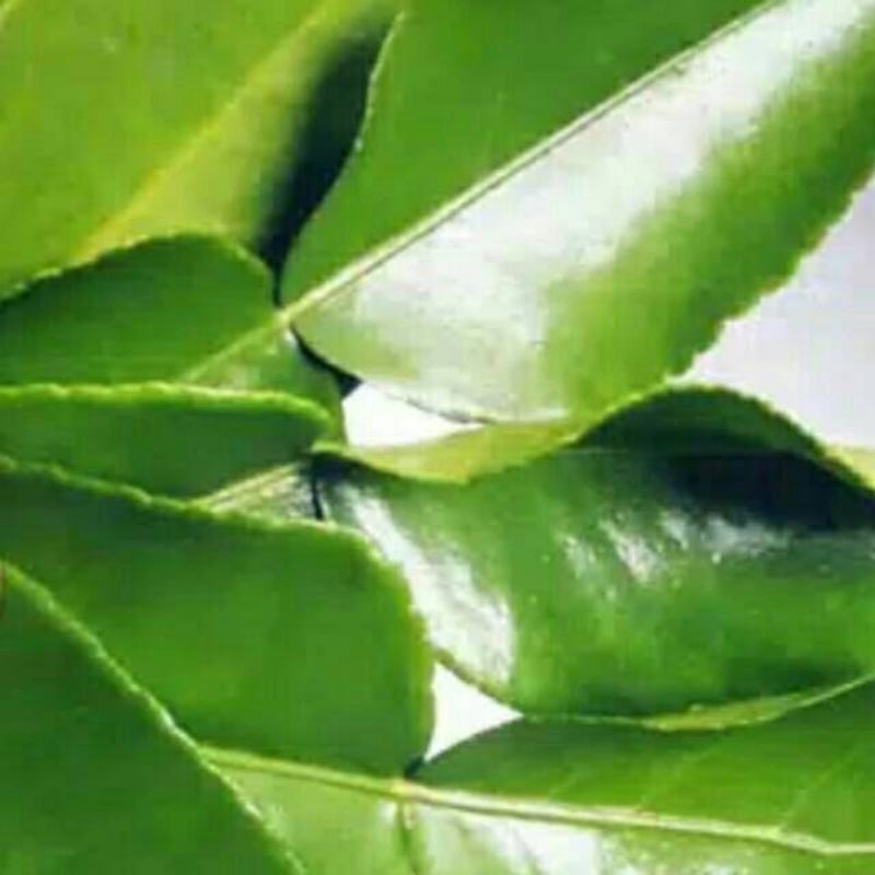 

daun jeruk purut