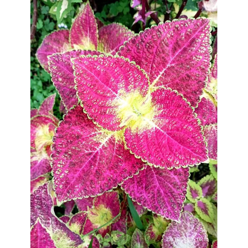 085//cinta//miana//jawer kotok//