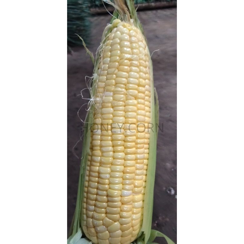 

JAGUNG MADU UTUH 1KG - DENGAN KULIT - COCOK UNTUK JAGUNG BAKAR