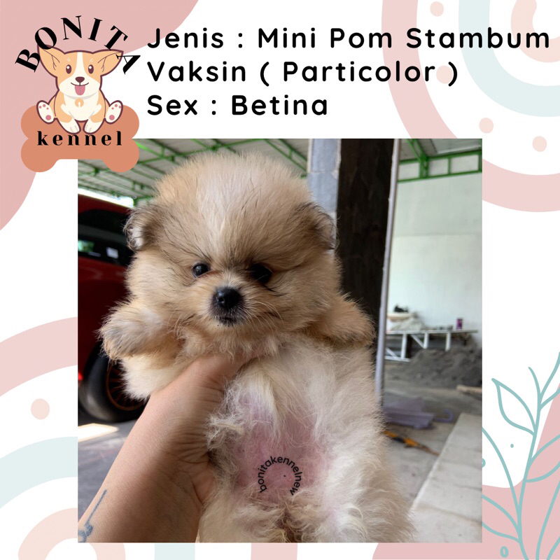 Mini Pom Stambum Snow White Sable Jantan Anak Anjing Minipom Mini Pomeranian