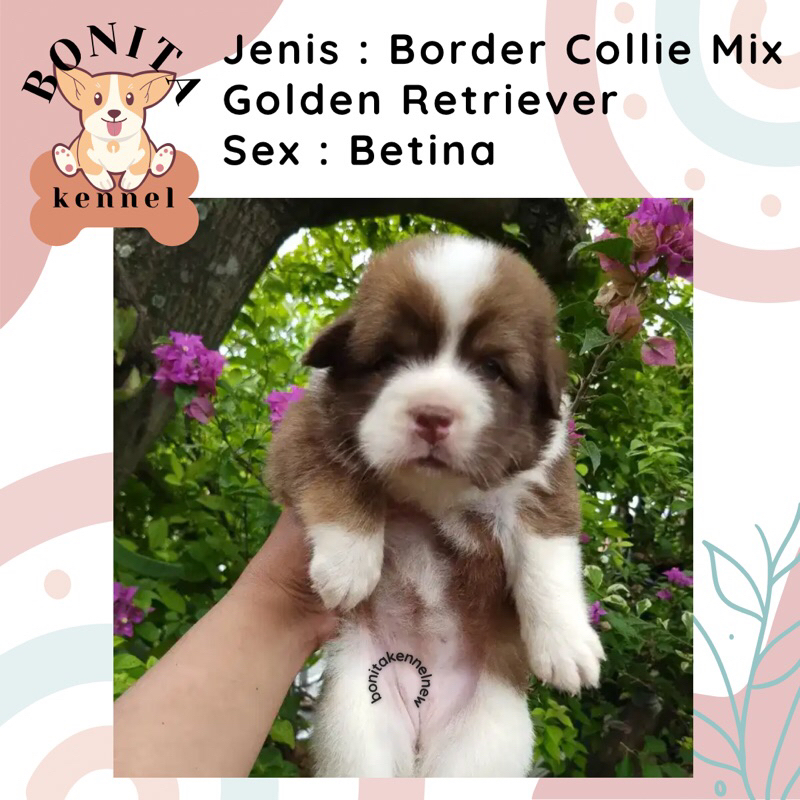 Border Collie Mix Golden Retriever Anak Anjing Collie Golden Jantan Betina