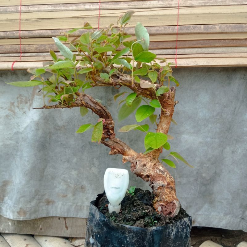 bahan bonsai walikukun bertunas