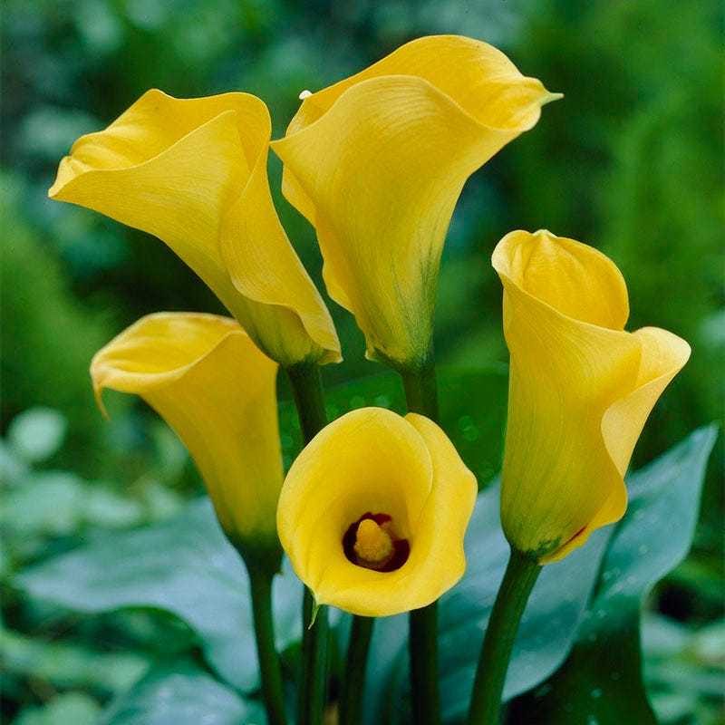 BELI 3 GRATIS 1 Biji Benih Bunga Lily Kuning Calla Lili