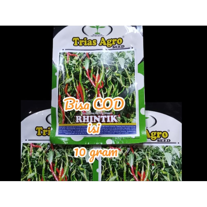 benih cabe keriting unggul RHINTIK