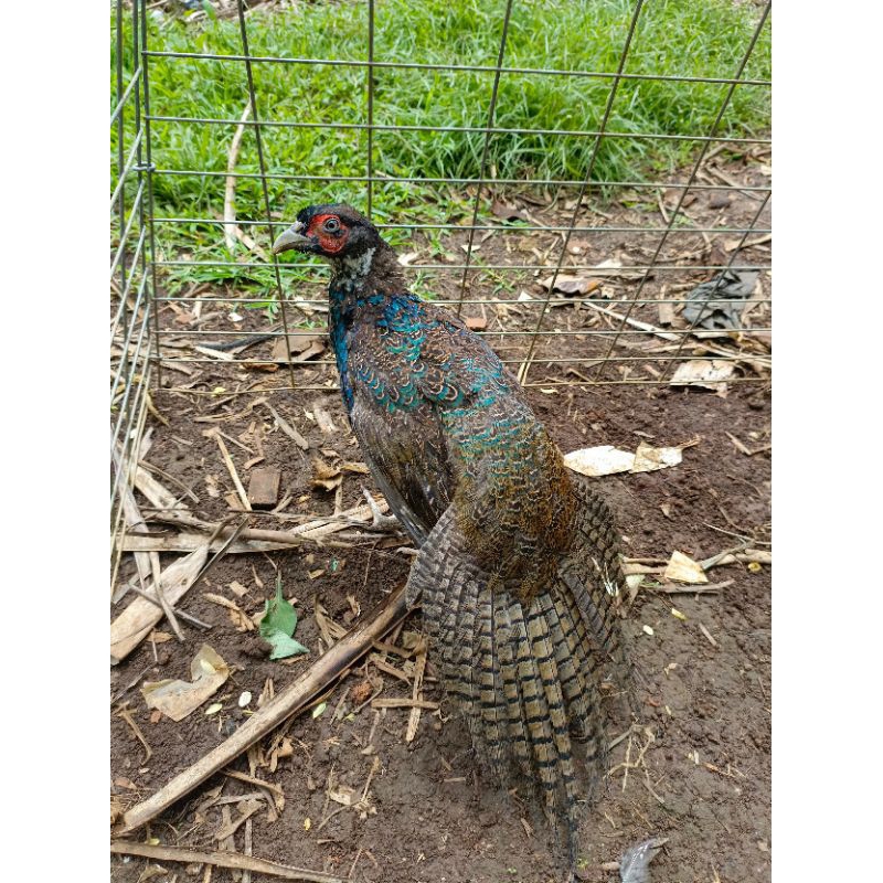 Ayam hias ayam hijau unik green Ringneck pheasant jantan ayam hias bulu hijau cantik ringneck hijau