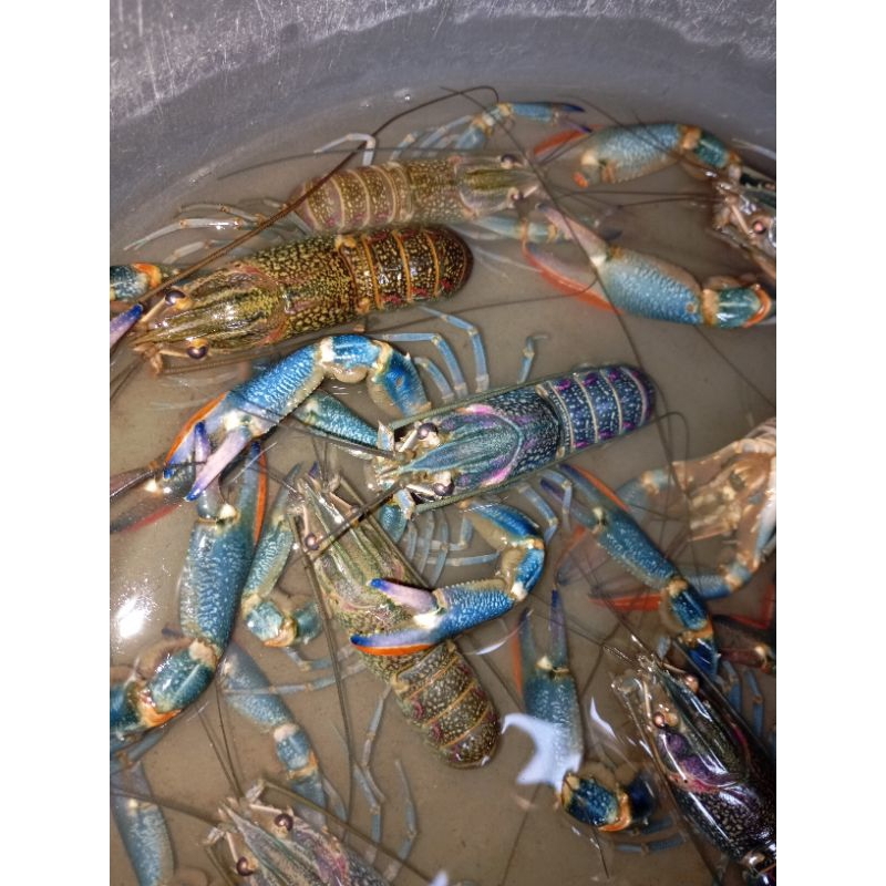 

sepasang induk lobster air tawar redclaw jenis konsumsi