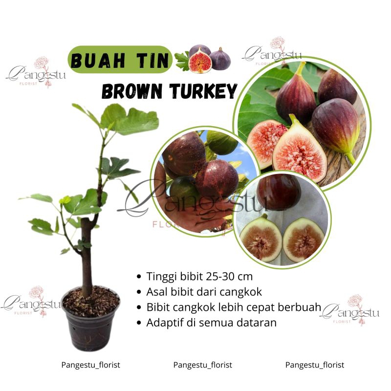 

Bibit Tanaman Buah Tin Brown Turkey