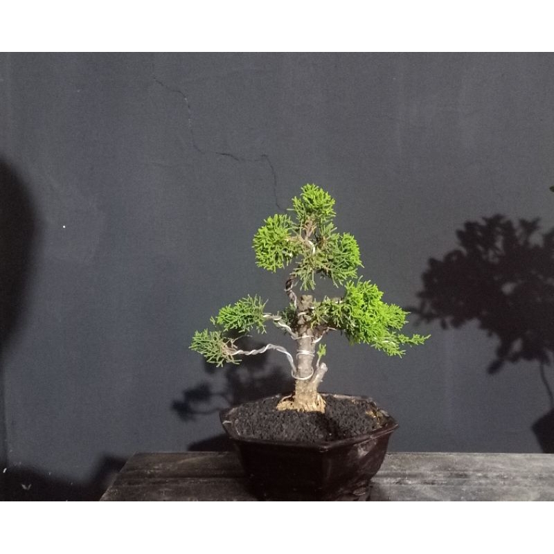 bonsai cemara sargenti