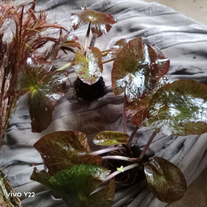 tiger lotus aquarium