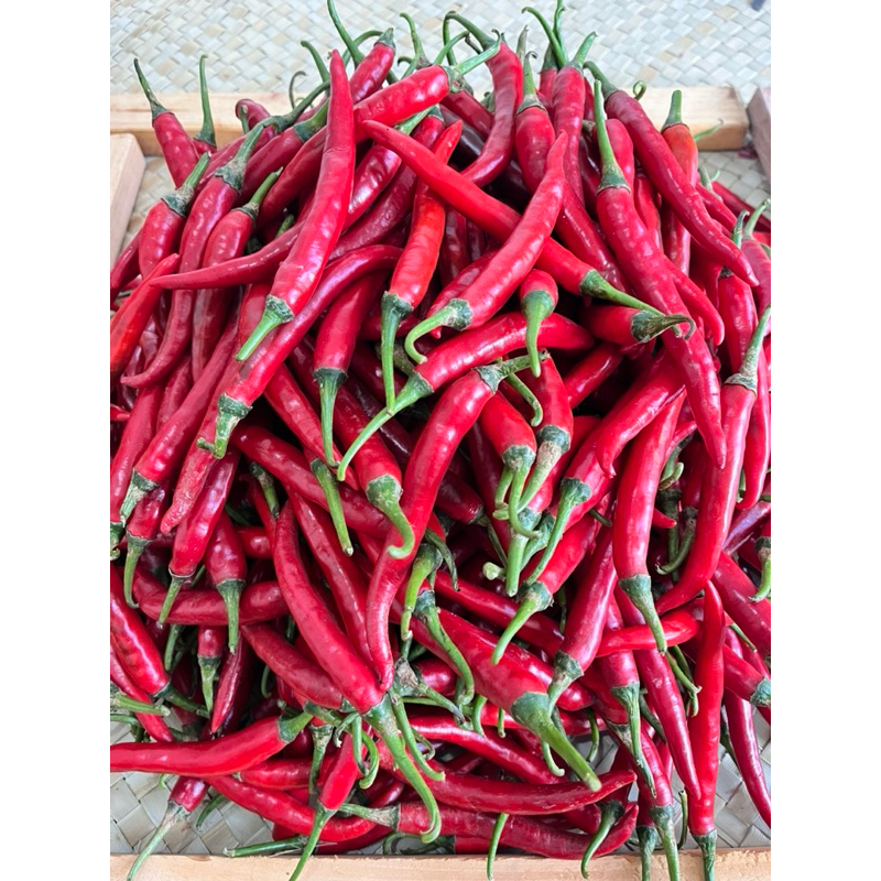 

Cabai Besar Merah berat 1 kg -Banyuwangi