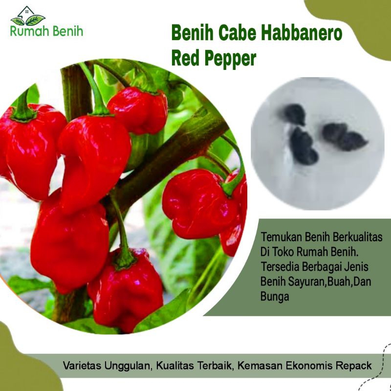 Benih Cabe Red Habanero Pepper / Bibit Benih Cabe Merah Habbanero Pepper / Bibit Benih Cabe Terpedas