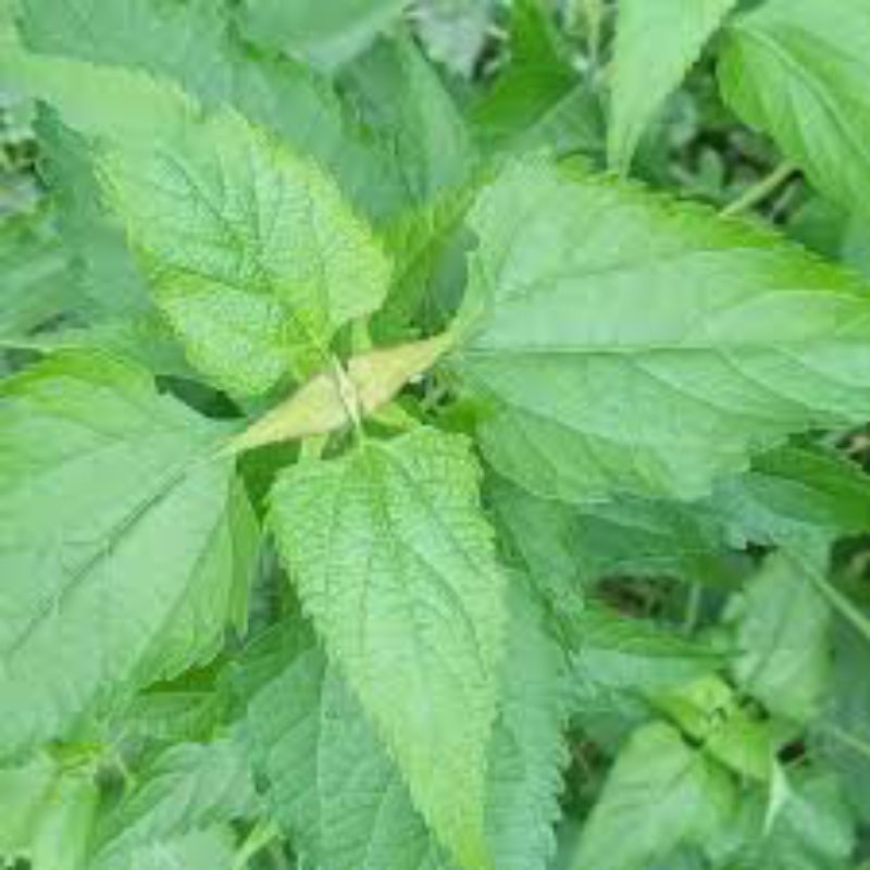 

daun kirinyuh fres 1kg