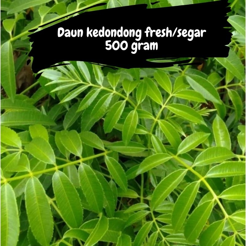 

Daun Kedondong Fresh/Segar Kemasan 500 Gram NYAStore