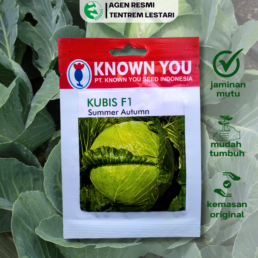 Benih Kubis F1 SUMMER AUTUMN 150 seed Known You Seed Padat & Berbunga Lambat