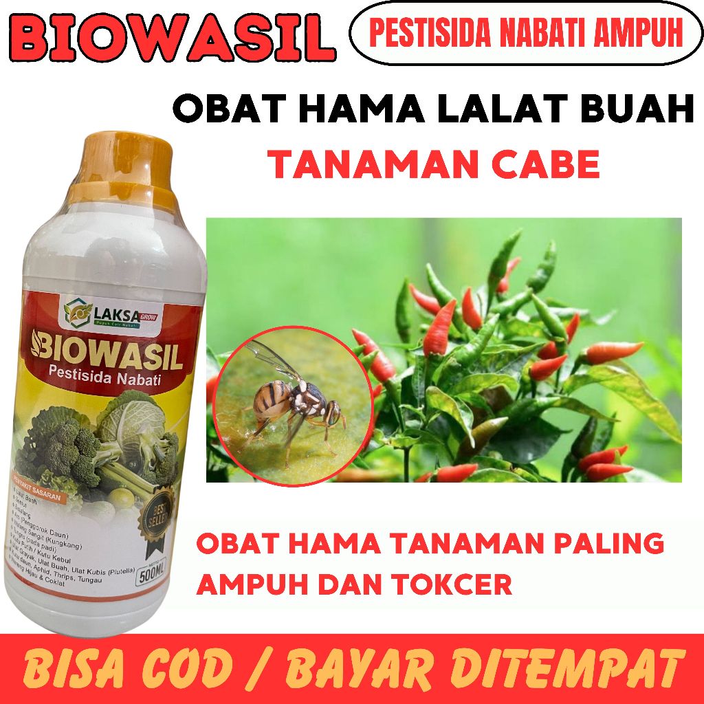 (TERLARIS) BIOWASIL OBAT UNTUK PENGENDALIAN LALAT BUAH PADA CABAI,Pestisida Hama Lalat Paling Ampuh