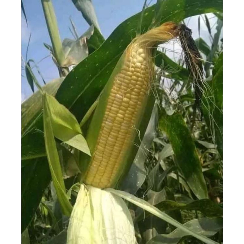 

jagung manis fresh 500gr