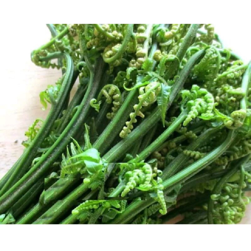 

pakis sayur segar 250 gram