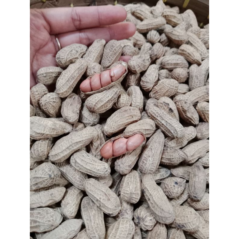

KACANG SANGRAI BENDO 3 KG
