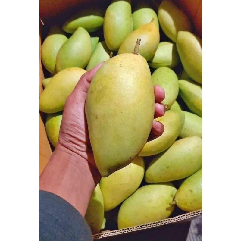 

MANGGA GOLEK MADU/OKYONG ASLI INDRAMAYU 1KG