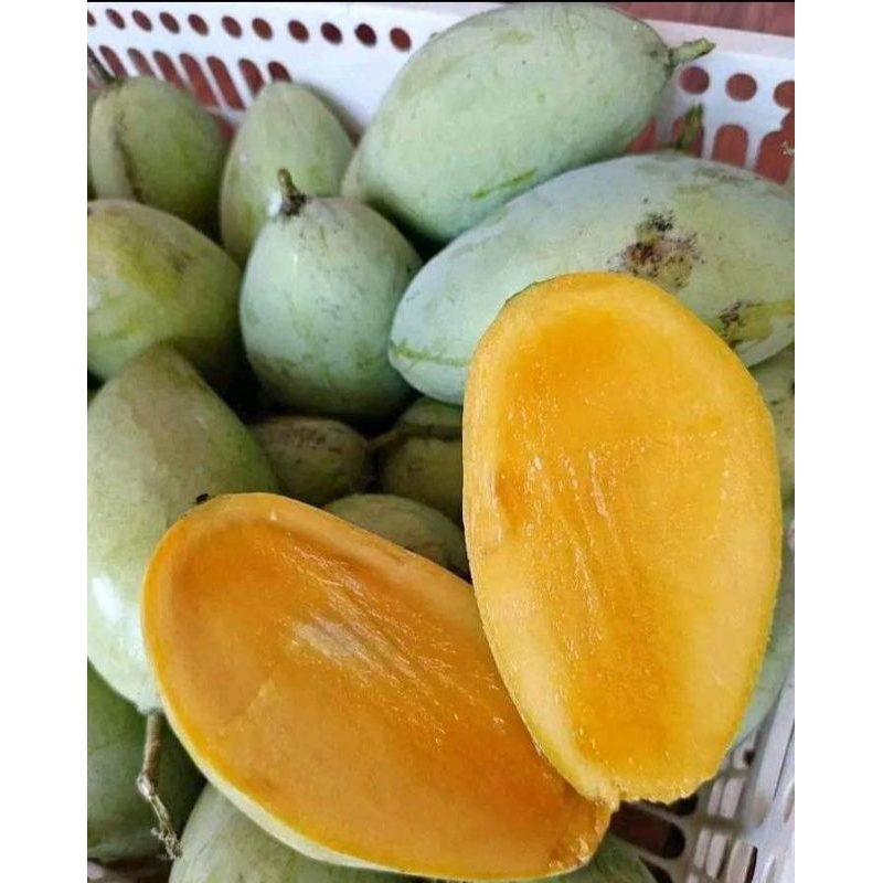 

MANGGA GOLEK MADU/OKYONG ASLI INDRAMAYU 1KG