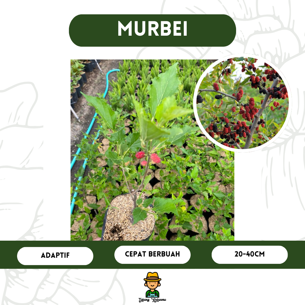 Bibit Tanaman Buah Murbei | Segar, Manis, Cepat Berbuah