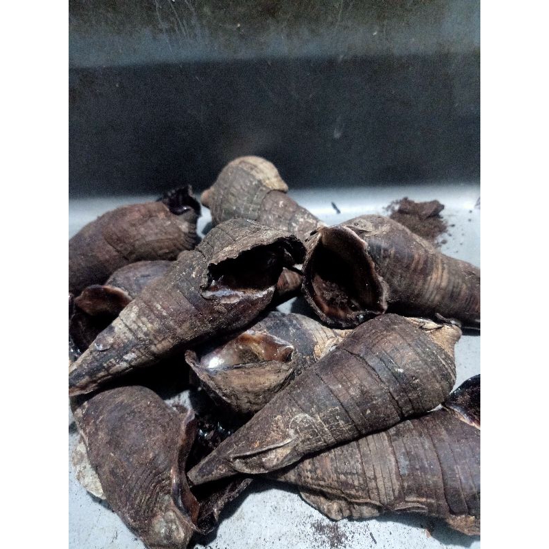 umpan Galatama lele #keong laut