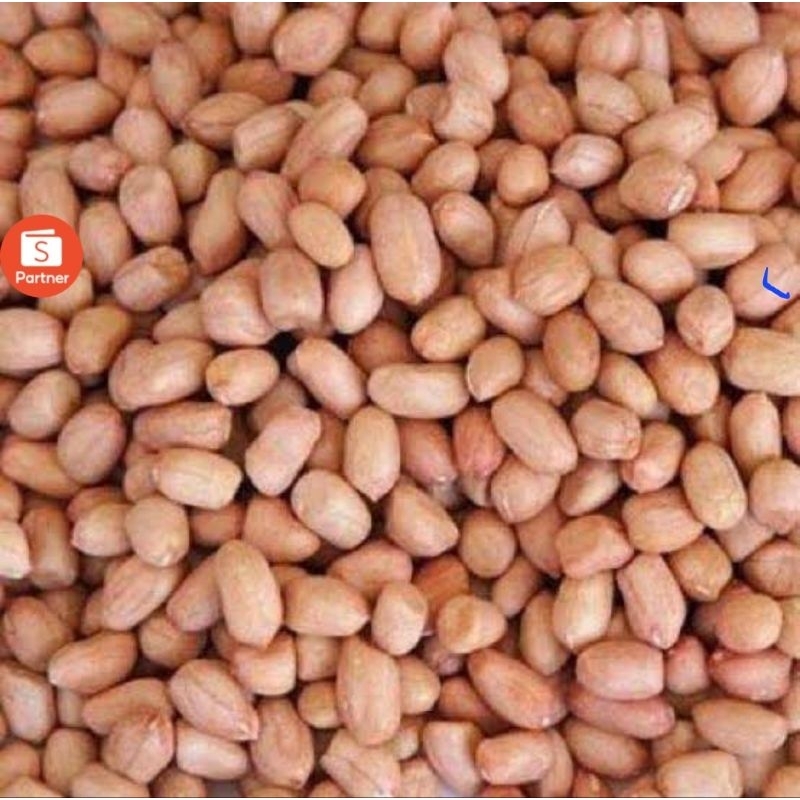 

Kacang Tanah