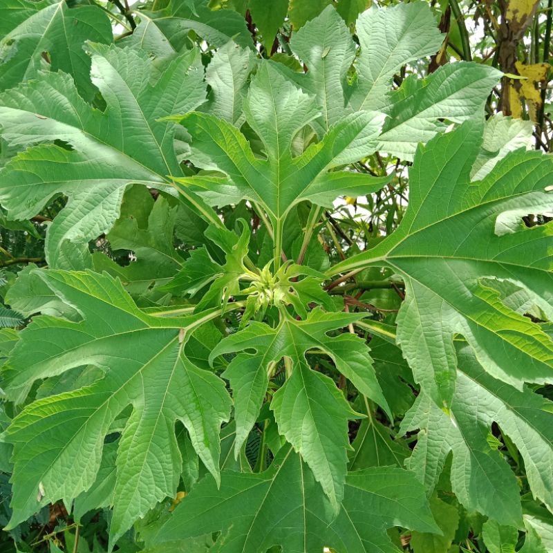 

Daun insulin segar fresh 500g