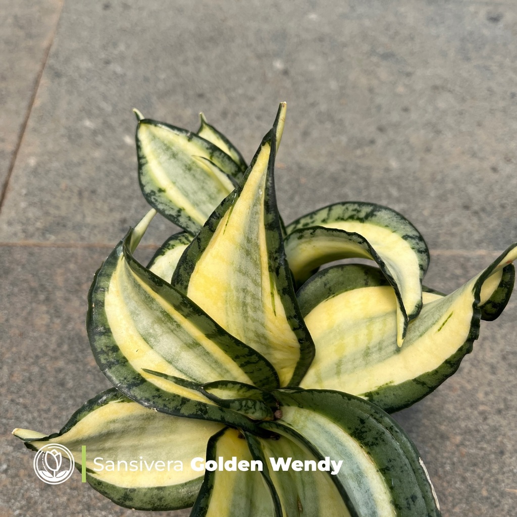 Kaktus Sansivera Golden Wendy Tanaman Hias Cactus