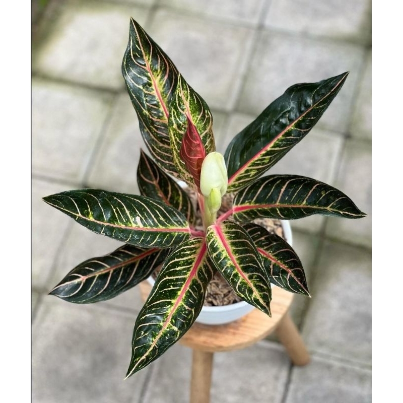 Aglonema Murah Anakan Red Sumatra Best Seller (COD)