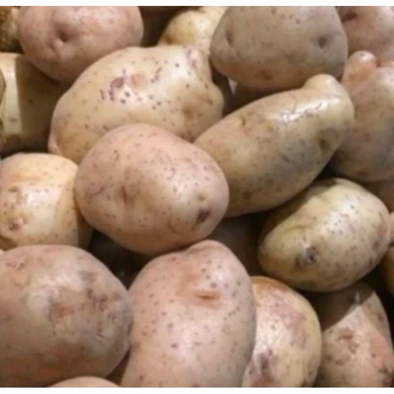 

kentang frsh 1kg
