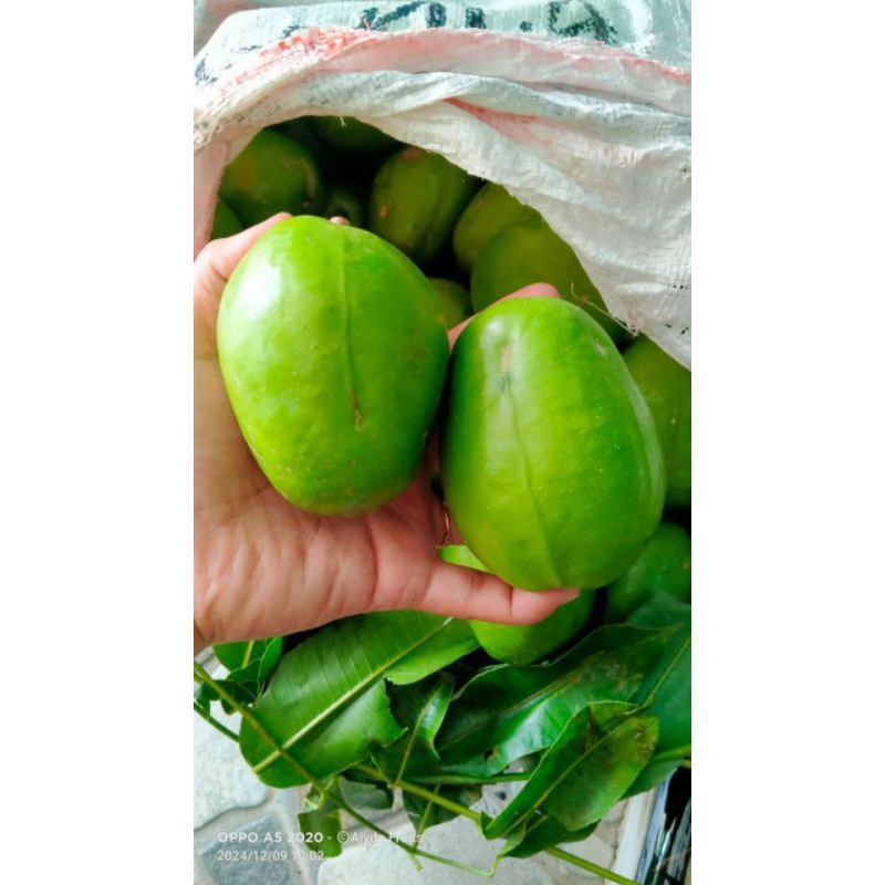 

Kedondong Bangkok 1 kilo enak seger fresh