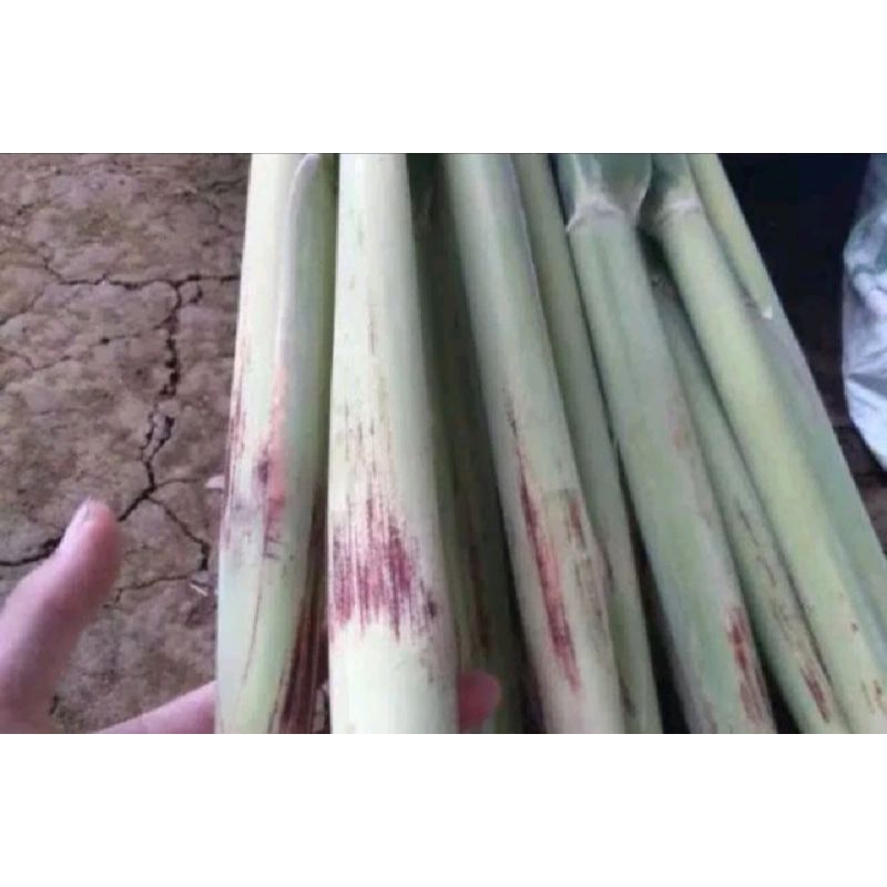 

terubuk sayur/ tebu telur segar 1 kg