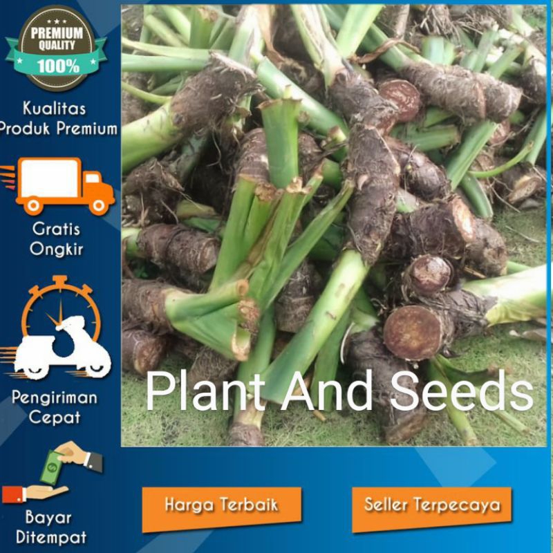 BIBIT INDUKAN MAHKOTA TALAS BENENG JUMBO 6  BATANG