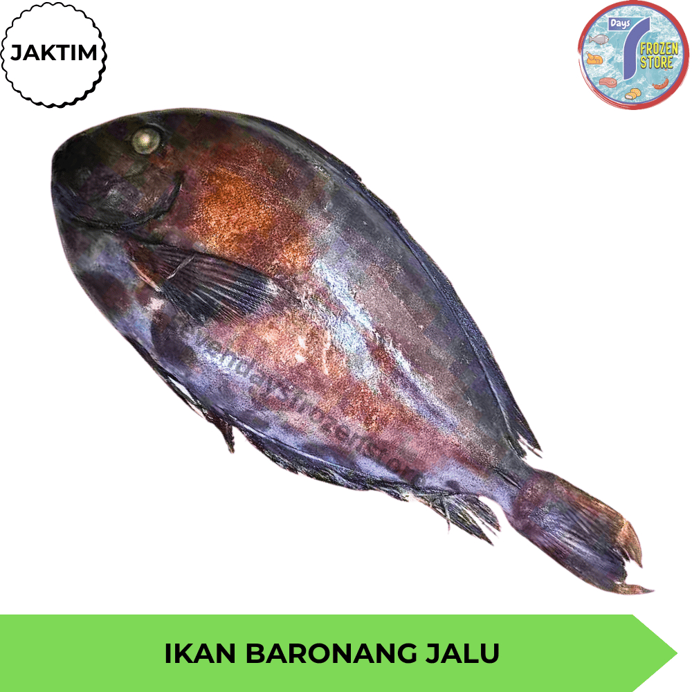

Ikan Baronang Laut Beku Frozen